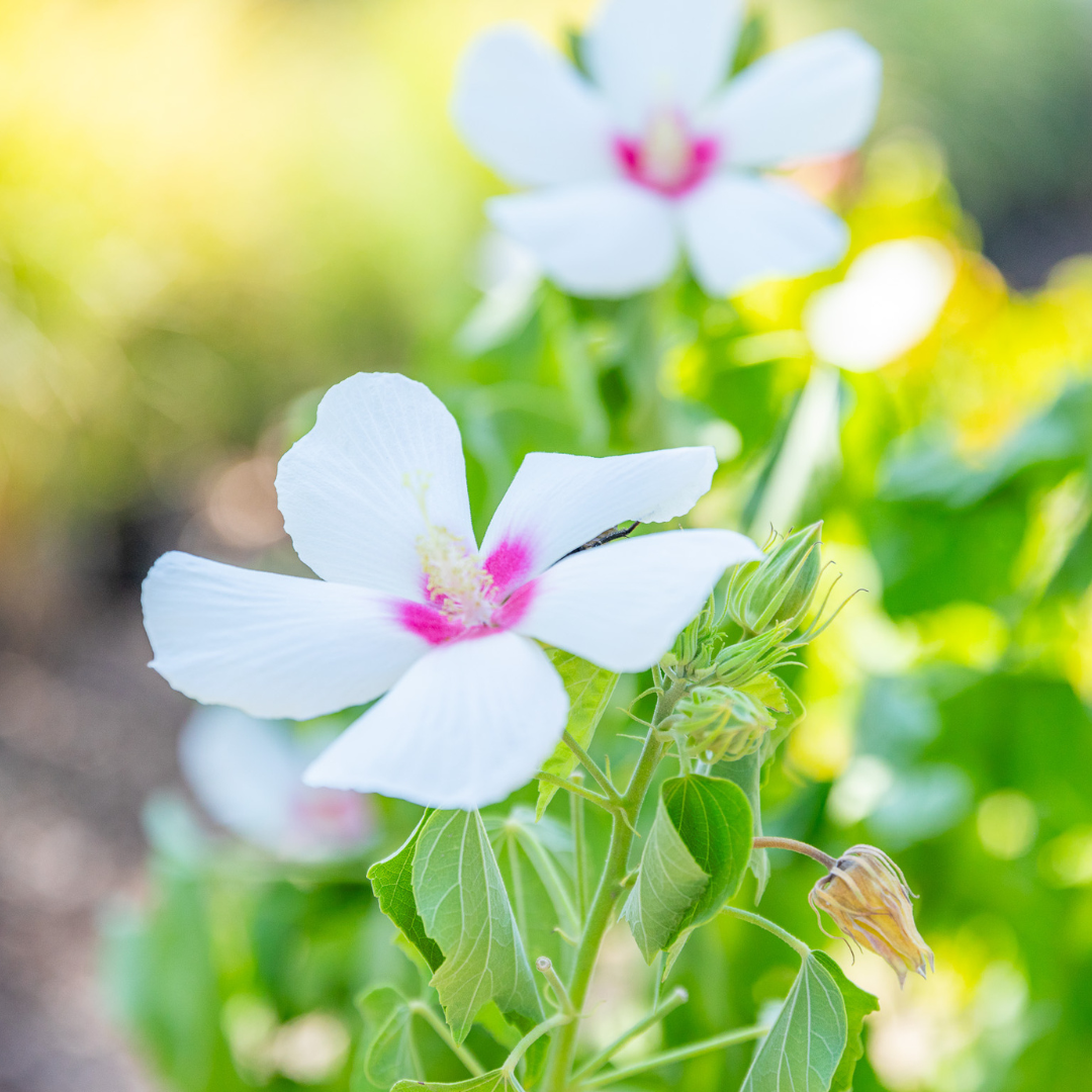 White Hibiscus Flowers